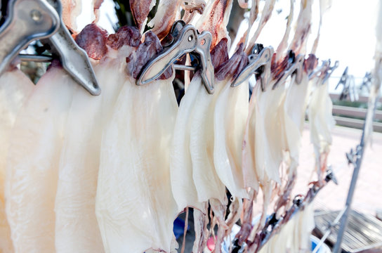 Dried Squid, traditional squids drying in the sun.