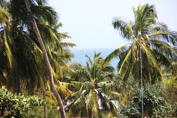 Кокосовые пальмы, остров Занзибар, Танзания. © margo1778