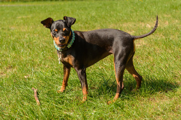lebensfroher Rehpinscher auf der Wiese