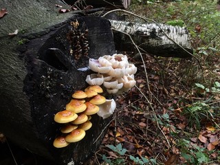 Pilze am Baumstamm