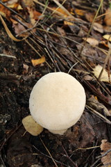 Puffball (Lycoperdon sp.) mushroom in the September forest