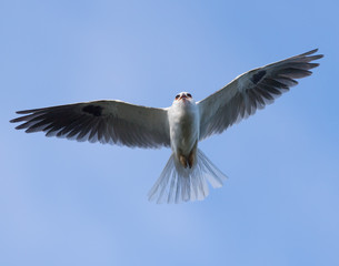 Whitetailed Kite flying over