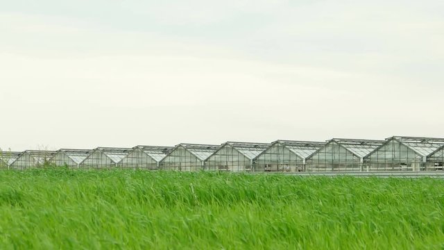 Wheat Field and Greenhouse