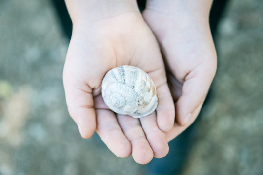 Close up of child's hands holding a snail shell.