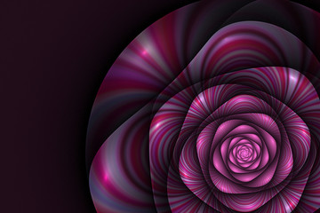 Black background with pink rose. Flower texture, fractal pattern