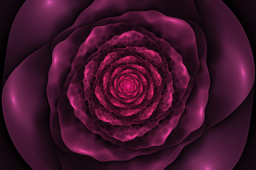 Black background with crumpled pink rose in the center. Spiral f