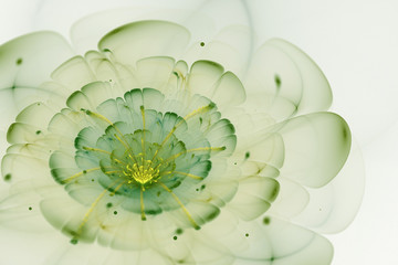 Abstract white background with green and yellow flower in backli