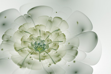 Obraz premium Abstract white background with green and light grey flower in ba