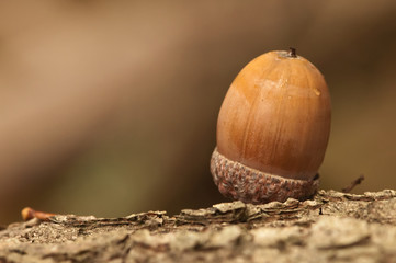 autumn acorn in woodland 