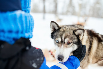 Little girl with husky dog