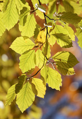 Yellow leafs on lime tree branch during autumn