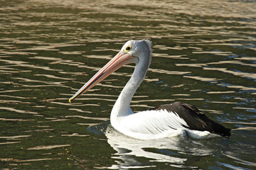 Brillenpelikan (Pelecanus conspicillatus)