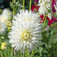 Wei&szlig;e Dahlien, Dahlias