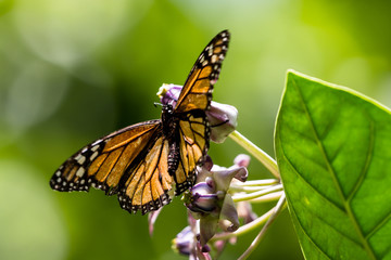 Monarchfalter (Danaus plexippus)