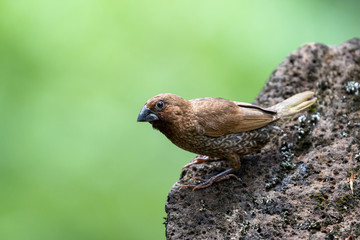Muskatamadine (Lonchura punctulata)