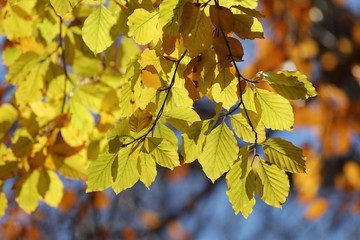 Warm yellow branch of linden tree during autumn