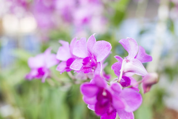 Orchid flowers