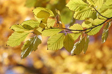 Warm yellow branch of linden tree during autumn