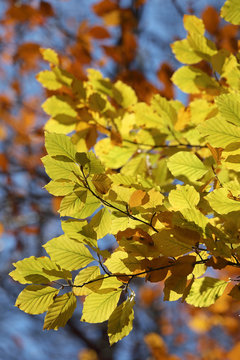 Warm yellow branch of linden tree during autumn