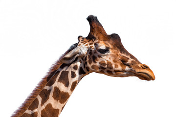 Naklejka premium Close up of a giraffe's head isolated on white background