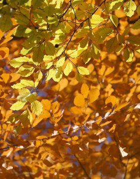 Lots of yellow linden tree leafs during autumn