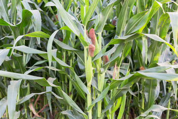 Close up corn on the cob