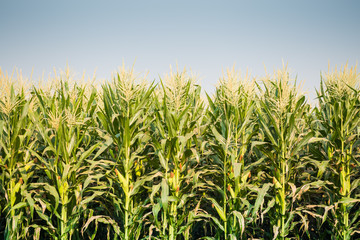 green field of corn growing up