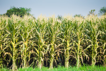 green field of corn growing up