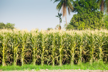 Obraz premium green field of corn growing up