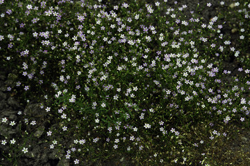Obraz na płótnie Canvas Small pink and white wild flowers on the ground 