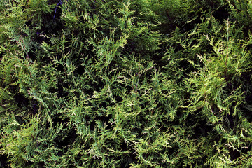 The texture of the branches of the arborvitae
