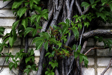 Creeper branches and leaves on a brick wall