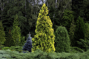 Composition of different types of coniferous trees
