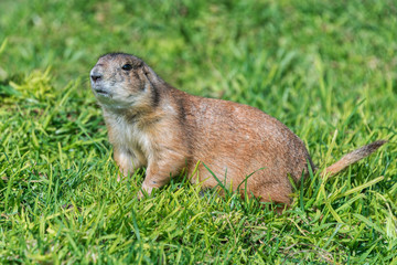 Black-tailed prairie dog on grassy ground