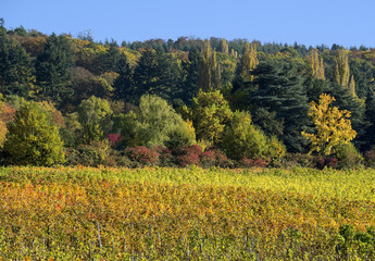 Herbst an der Mosel