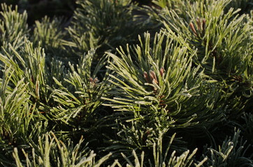 Naklejka na ściany i meble Decorative pine covered with frost