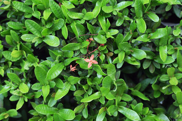 green leaf background