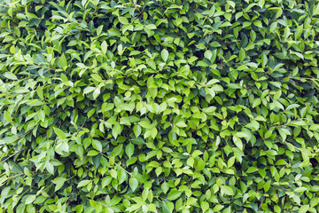 green leaf background