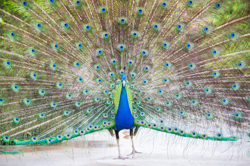 Obraz premium Portrait of Peacock with Feathers Out