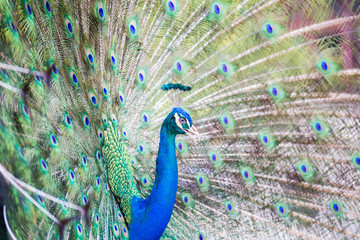 Obraz premium Portrait of Peacock with Feathers Out