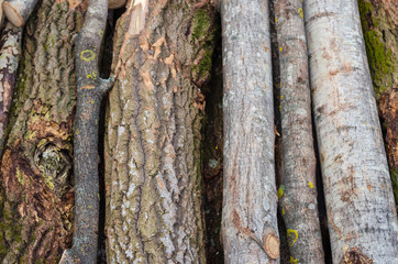 Environment, nature and deforestation forest - felling of trees. The concept of a global problem. Background of cut tree trunks.