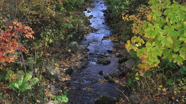 森の中　小さな川の紅葉