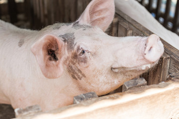 Pig at pig breeding farm