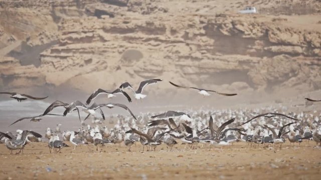 A group of birds on the beach in Morocco. Slow motion, full hd footage.