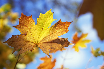Fototapeta na wymiar Yellowed maple leaf