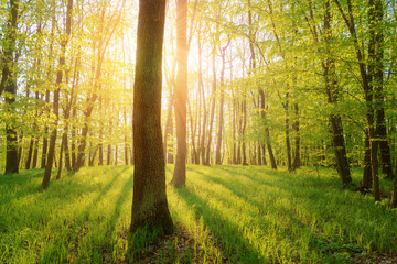 Obraz premium Summer forest with sun light and sun rays