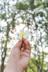 Frangipani on hand on green