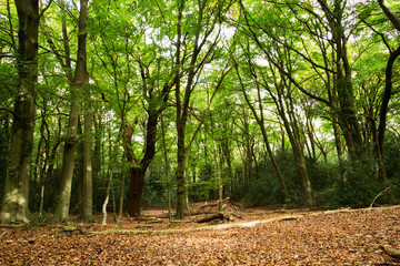Woodland scene at the start of autumn