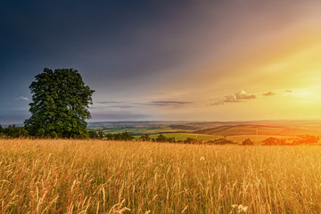 Fototapeta premium Meadow with flowers and trees during sunset