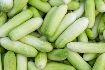 Pile green cucumber collection outdoor